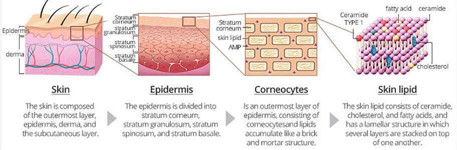 Ceramide-2 Ceramide-2