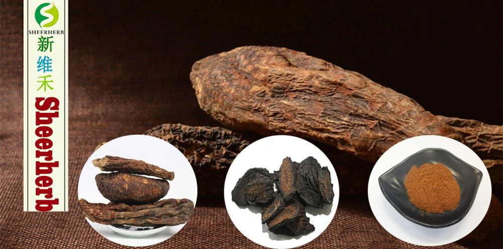 Cistanche extract 08