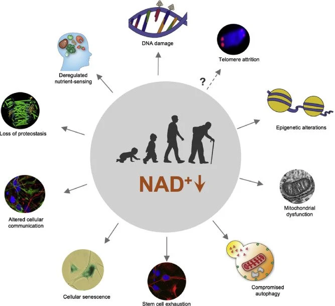 nad capsules