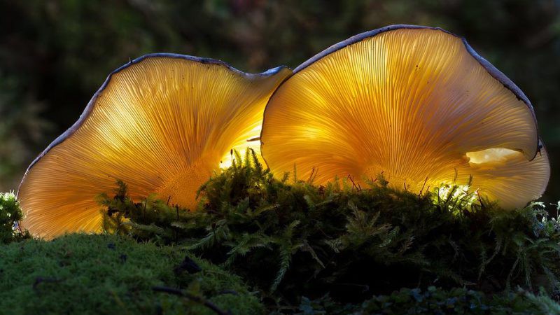 white mushrooms