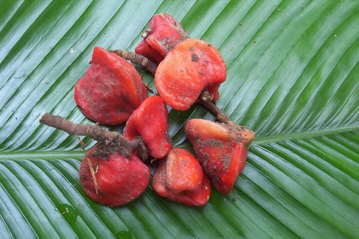 Thaumatin_Katemke_Fruit