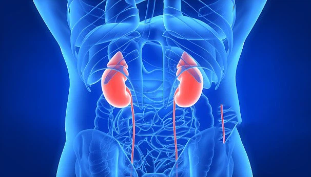 Tongkat Ali Strong Kidney Tongkat Ali Strong Kidney