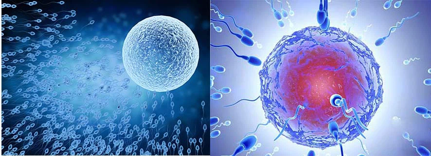 Tongkat Ali promotes sperm development Tongkat Ali promotes sperm development